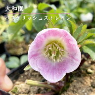 予約販売 クリスマスローズ苗 パステリッシュストレイン 実生 大和園さん 10.5cmポット 送料無料 宿根草 …