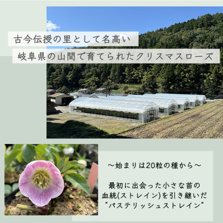 楽天市場】予約販売 クリスマスローズ苗 パステリッシュストレイン 