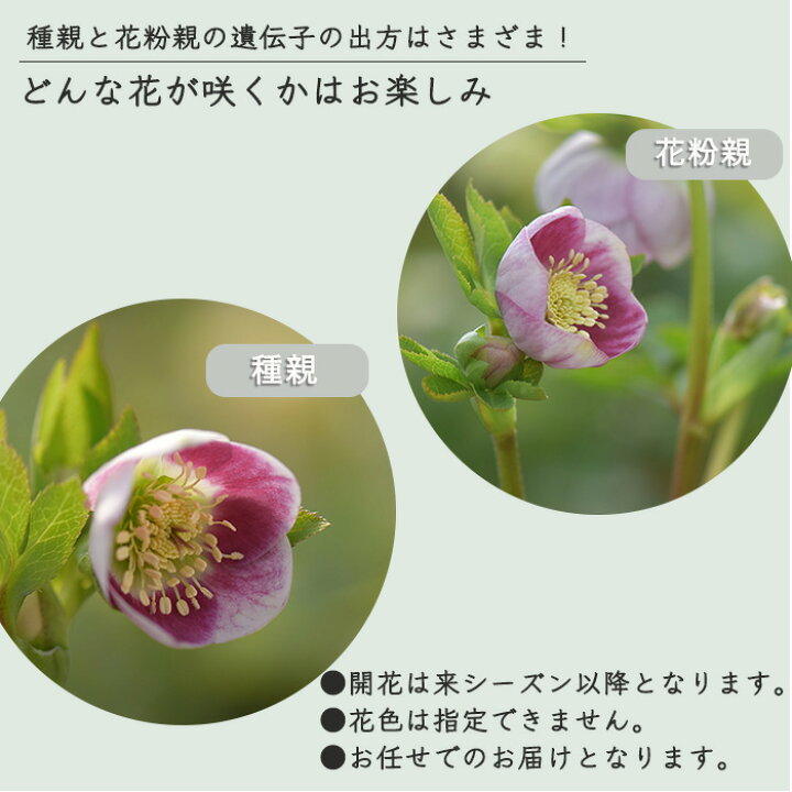 楽天市場】予約販売 クリスマスローズ苗 パステリッシュストレイン 