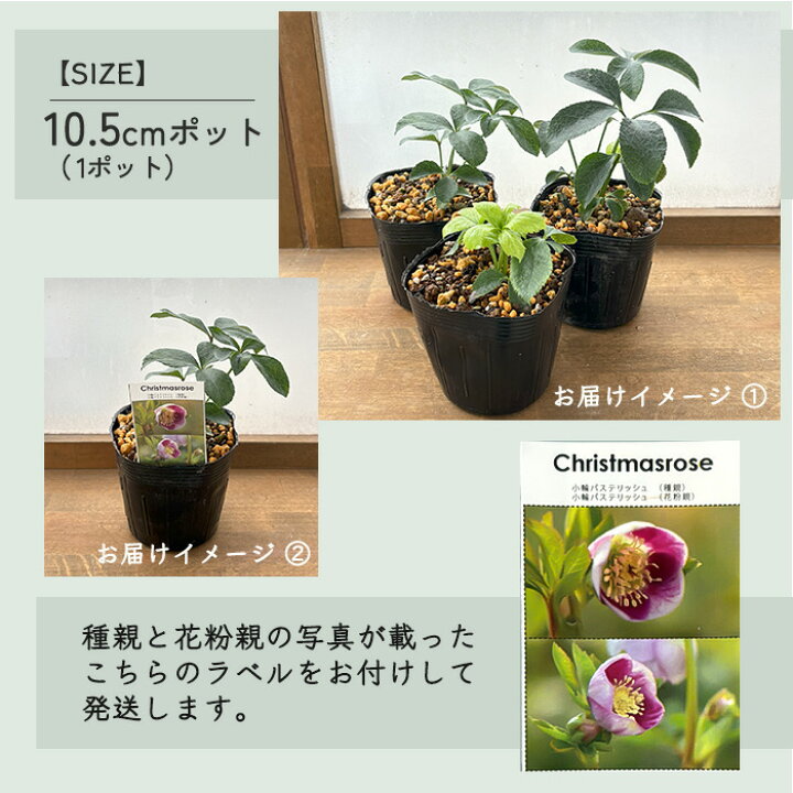 楽天市場】予約販売 クリスマスローズ苗 パステリッシュストレイン 