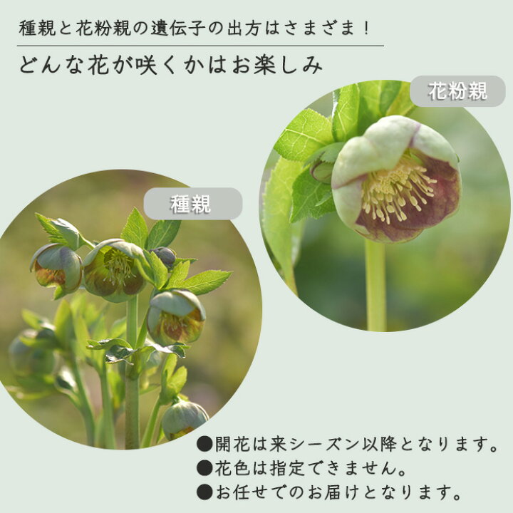 楽天市場】予約販売 クリスマスローズ苗 グリーンパステリッシュ 