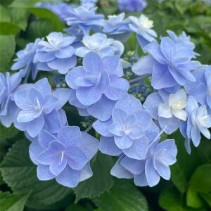 \̔ AWTC RT[W 9cm|bg  KAMOZNV nChWA c ԕc c  z sat 3{ȍ~