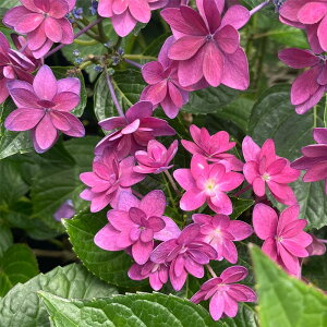 \̔ AWTC _Xp[eB[nbs[ 9cm|bg  KAMOZNV nChWA c ԕc c  z sat 3{ȍ~