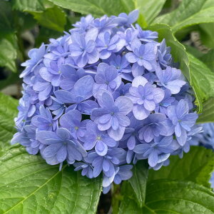 \̔ AWTC Ă܂Ă܂ 9cm|bg  KAMOZNV nChWA c ԕc c  z sat 3{ȍ~