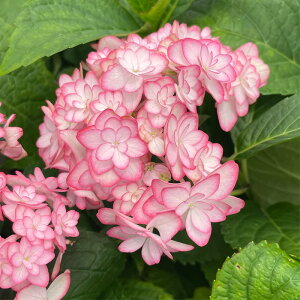 \̔ AWTC ЂȍՂ胋i 9cm|bg  KAMOZNV nChWA c ԕc c  z sat 3{ȍ~