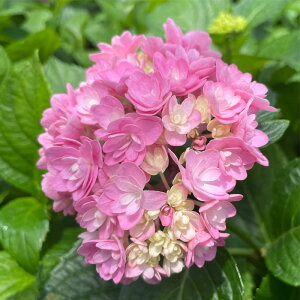 \̔ AWTC oC 9cm|bg  KAMOZNV nChWA c ԕc c  z sat 3{ȍ~