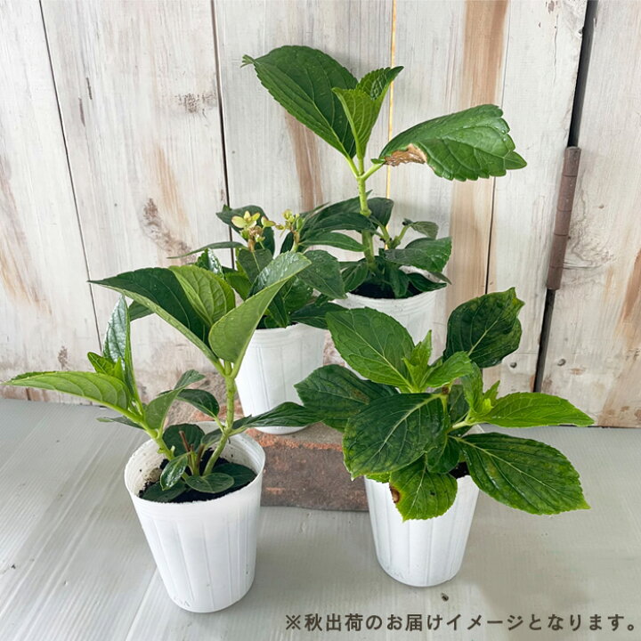 楽天市場】アジサイ ララバイ 10.5cmポット 加茂 KAMOセレクション 