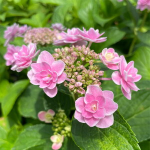 \̔ AWTC JɉS 9cm|bg  KAMOZNV nChWA c ԕc c  z sat 3{ȍ~