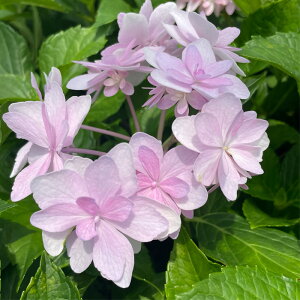 \̔ AWTC y 9cm|bg  KAMOZNV nChWA c ԕc c  z sat 3{ȍ~