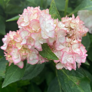 \̔ AWTC N̖ 9cm|bg  KAMOZNV nChWA c ԕc c  z sat 3{ȍ~