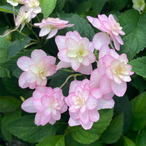 \̔ AWTC e 9cm|bg  KAMOZNV nChWA c ԕc c  z sat 3{ȍ~