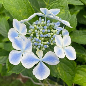 \̔ AWTC Ⓓ 9cm|bg ݂Ȃǂ  KAMOZNV nChWA c ԕc c  z sat 3{ȍ~