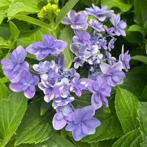 \̔ AWTC 肢 9cm|bg  KAMOZNV nChWA c ԕc c  z sat 3{ȍ~