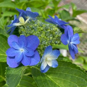 \̔ AWTC Î 9cm|bg  KAMOZNV nChWA c ԕc c  z sat 3{ȍ~