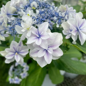 \̔ AWTC ꐯ 9cm|bg  KAMOZNV nChWA c ԕc c  z sat 3{ȍ~