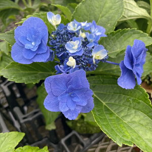 \̔ AWTC [C̐F 9cm|bg  KAMOZNV nChWA c ԕc c  z sat 3{ȍ~