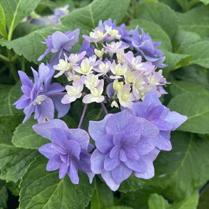 \̔ AWTC VfA 9cm|bg  KAMOZNV nChWA c ԕc c  z sat 3{ȍ~