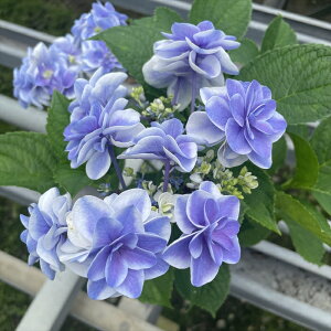 \̔ AWTC A[h 9cm|bg o^i  KAMOZNV nChWA c ԕc c  z sat 3{ȍ~