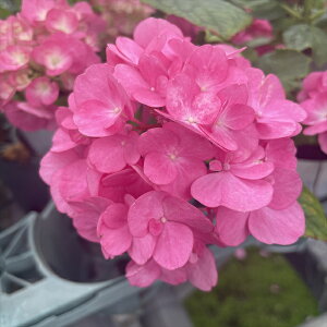 \̔ AWTC A[ 9cm|bg nChWA c ԕc c  z sat 3{ȍ~