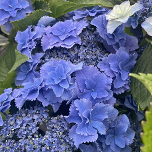 \̔ AWTC ͂悤 9cm|bg  KAMOZNV nChWA c ԕc c  z sat 3{ȍ~