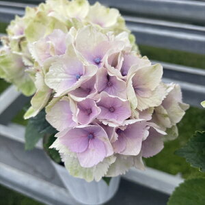 \̔ AWTC XpCN 9cm|bg nChWA c ԕc c  z sat 3{ȍ~