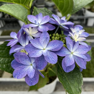 \̔ AWTC mN^[ 9cm|bg  KAMOZNV nChWA c ԕc c  z sat 3{ȍ~