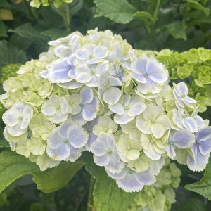 \̔ AWTC p_CX 9cm|bg  KAMOZNV nChWA c ԕc c  z sat 3{ȍ~