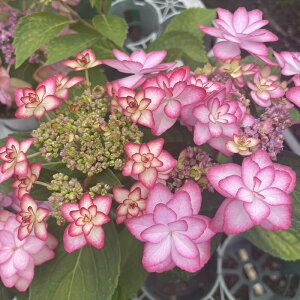 \̔ AWTC ЂȍՂ 9cm|bg o^i  KAMOZNV nChWA c ԕc c  z sat 3{ȍ~