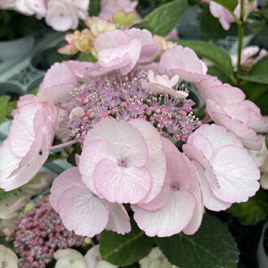 \̔ AWTC t`JJ 9cm|bg nChWA c ԕc c  z sat 3{ȍ~