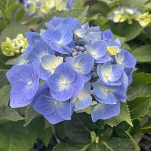 \̔ AWTC }u[ 9cm|bg nChWA c ԕc c  z sat 3{ȍ~