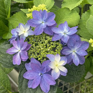 \̔ AWTC  9cm|bg  KAMOZNV nChWA c ԕc c  z sat 3{ȍ~