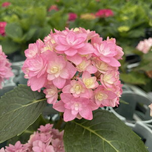 \̔ AWTC ̏h 9cm|bg  KAMOZNV nChWA c ԕc c  z sat 3{ȍ~