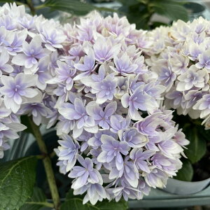 \̔ AWTC  9cm|bg o^i  KAMOZNV nChWA c ԕc c  z sat 3{ȍ~