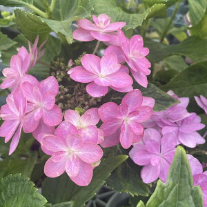 \̔ AWTC ʁX 9cm|bg o^i  KAMOZNV nChWA c ԕc c  z sat 3{ȍ~