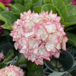 \̔ AWTC  9cm|bg  KAMOZNV nChWA c ԕc c  z sat 3{ȍ~