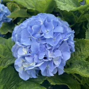 \̔ AWTC  9cm|bg  KAMOZNV nChWA c ԕc c  z sat 3{ȍ~