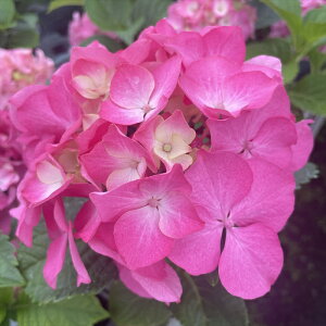 \̔ AWTC 퐶 9cm|bg  KAMOZNV nChWA c ԕc c  z sat 3{ȍ~