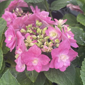 \̔ AWTC [iF 9cm|bg  KAMOZNV nChWA c ԕc c  z sat 3{ȍ~