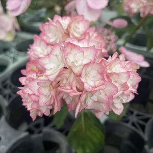 \̔ AWTC  9cm|bg  KAMOZNV nChWA c ԕc c  z sat 3{ȍ~