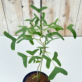 観葉植物 エリスリナ グリーンバタフライ 4号鉢 送料無料 観葉植物 小型 小さい 室内 贈り物 プレゼント インテリア おしゃれ