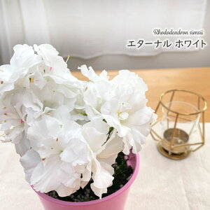 \̔ AUA hfh G^[i zCg 4 A  1{ȍ~