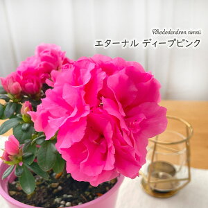 \̔ AUA hfh G^[i fB[vsN 4 A  1{ȍ~