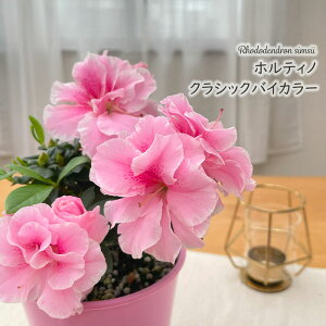 \̔ AUA zeBm NVbNoCJ[ 4 xM[AUA A  1{ȍ~