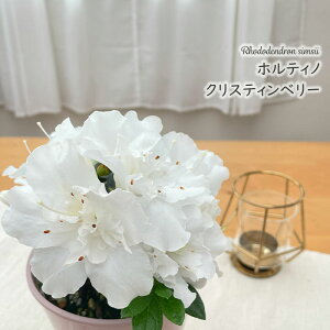 \̔ AUA zeBm NXeBx[ 4 xM[AUA A  1{ȍ~