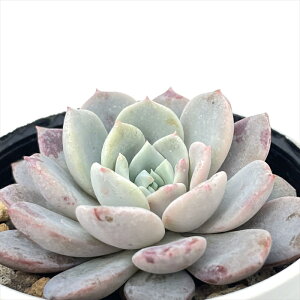 A hmGPxA s[l A GPxA 6cm|bg