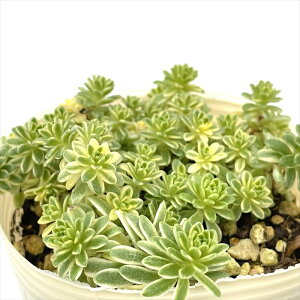 A sbZ_ 胂}lOT A Z_ 7.5cm|bg