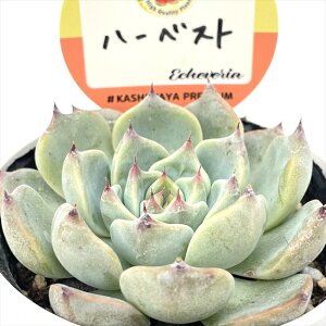 A kswGPxA n[xXg Xc GPxA 6cm|bg