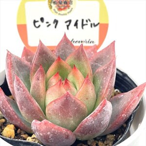 A kswGPxA sNACh Xc GPxA 6cm|bg