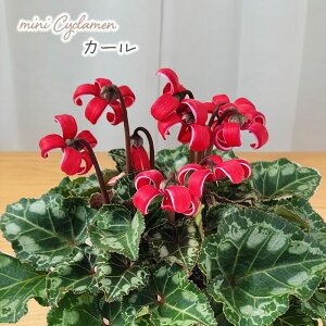 \̔ ~jVN c J[ 9cm|bg ԉ| ԉ|琬i ԕc K[fjO 11{ȍ~