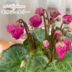 \̔ ~jVN c JWG[ 9cm|bg ԉ| ԉ|琬i ԕc K[fjO 11{ȍ~